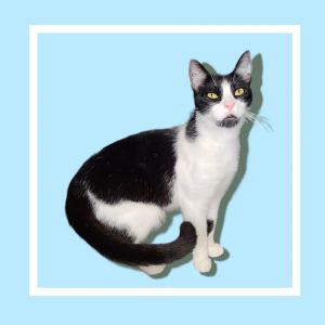 DOB - 12-2-22  Meet Carter Carter is a big kitty with gorgeous yellow eyes He loves to be talked