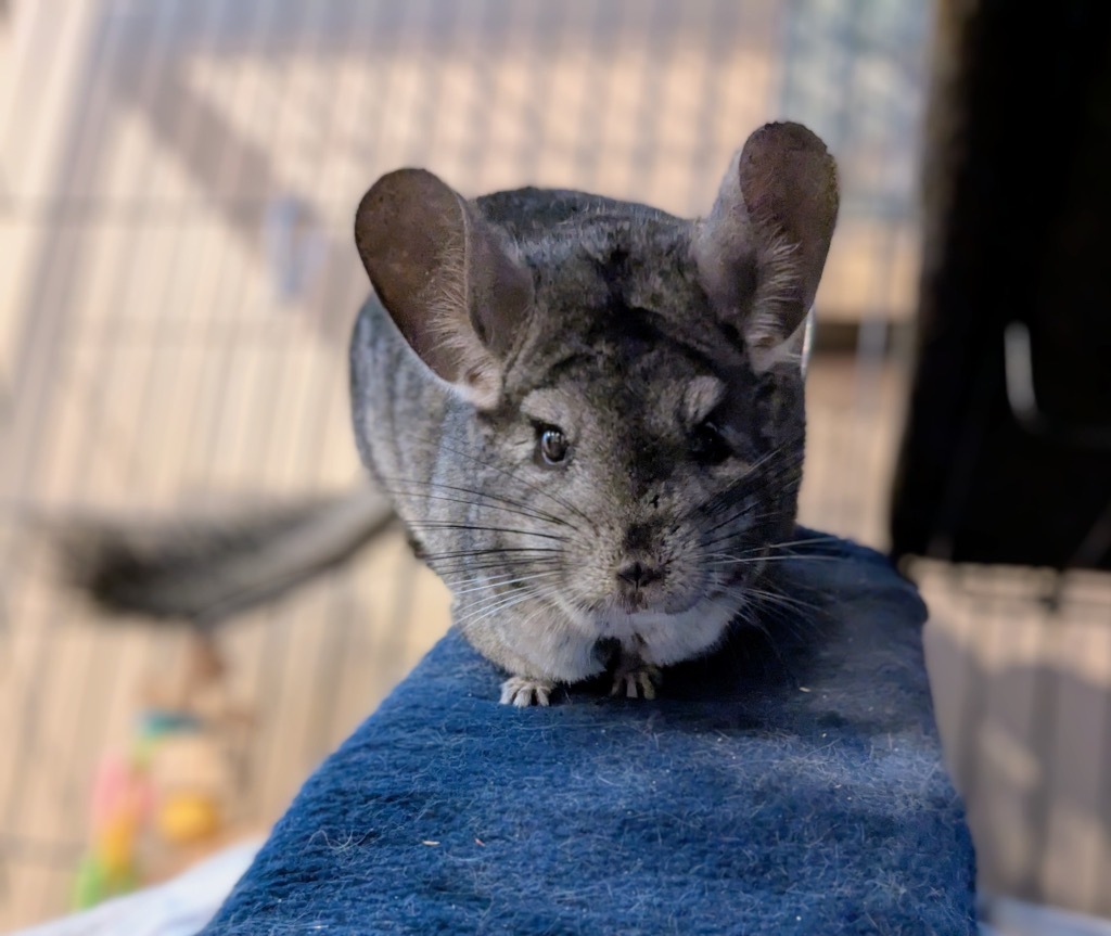 Stormie