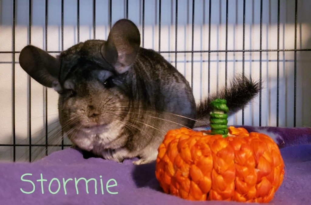 Stormie