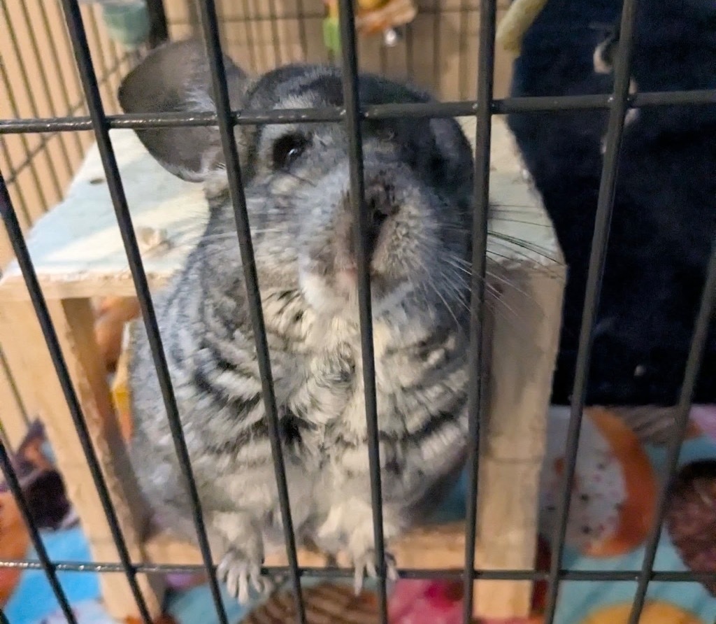 Stormie