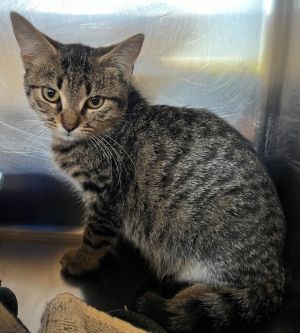 Xavier, Young Male Domestic Short Hair