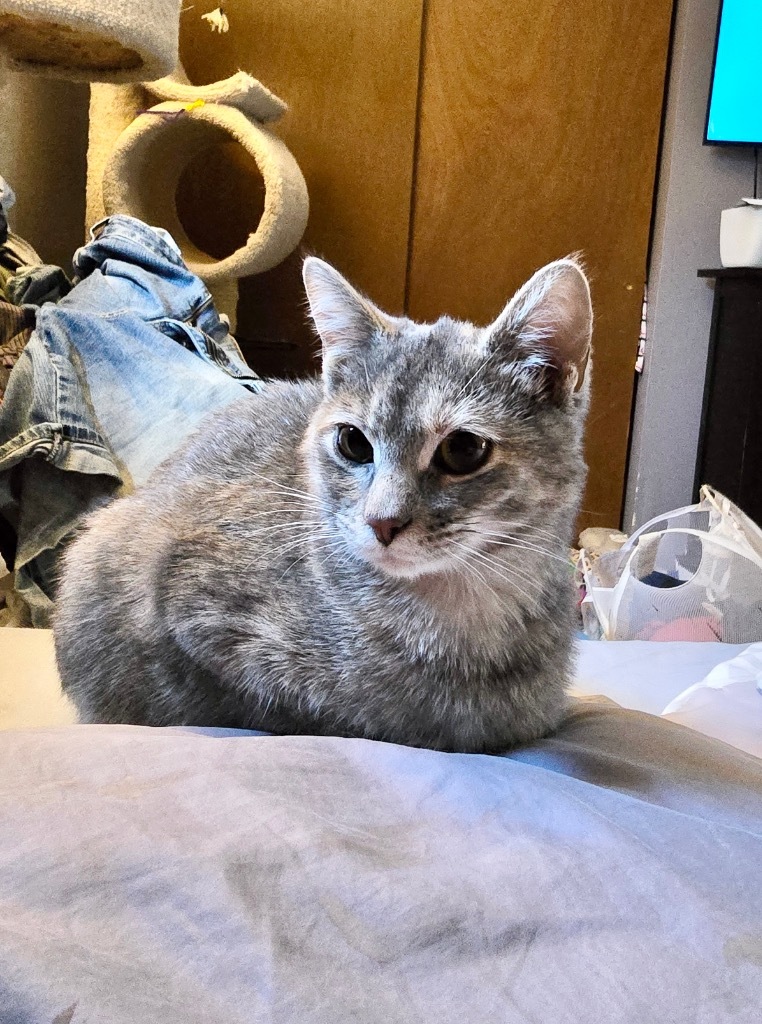 Ciri, an adoptable Domestic Short Hair in Salt Lake City, UT, 84117 | Photo Image 1