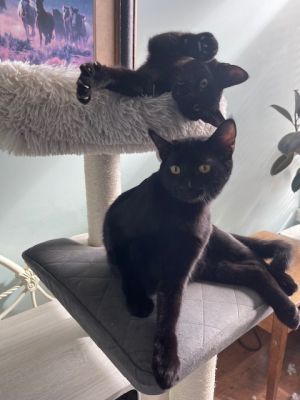Benny, Young Male Domestic Short Hair