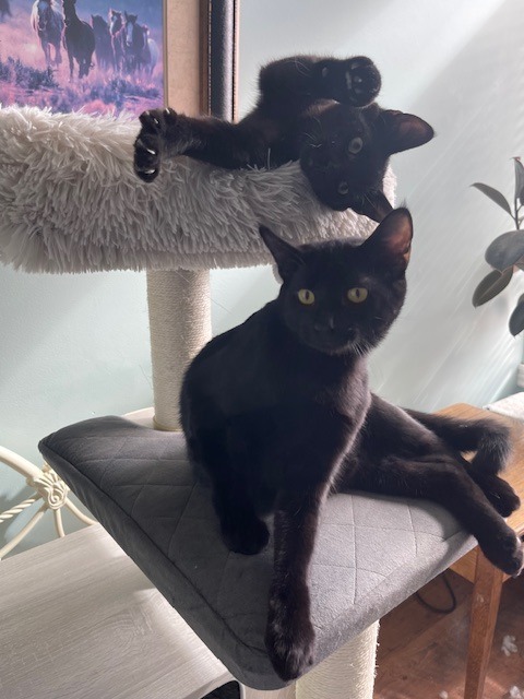 Benny, an adoptable Domestic Short Hair in Salt Lake City, UT, 84117 | Photo Image 1