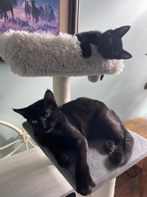 Benny, an adoptable Domestic Short Hair in Salt Lake City, UT, 84117 | Photo Image 2