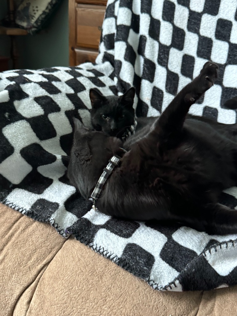 Benny, an adoptable Domestic Short Hair in Salt Lake City, UT, 84117 | Photo Image 3