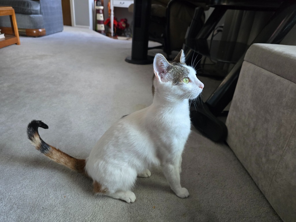 Kiwee, an adoptable Domestic Short Hair in Salt Lake City, UT, 84117 | Photo Image 1