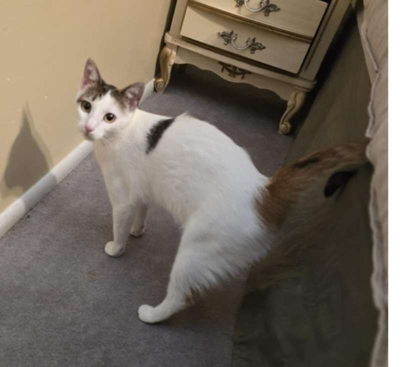 Kiwee, an adoptable Domestic Short Hair in Salt Lake City, UT, 84117 | Photo Image 2