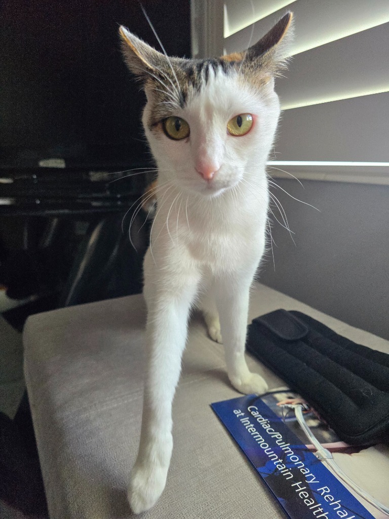 Kiwee, an adoptable Domestic Short Hair in Salt Lake City, UT, 84117 | Photo Image 3