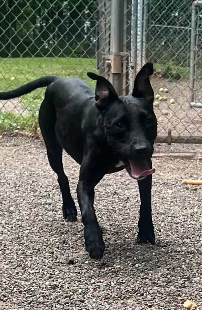 Chompers, an adoptable Mixed Breed in Houghton, MI, 49931 | Photo Image 1