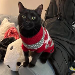 Mel