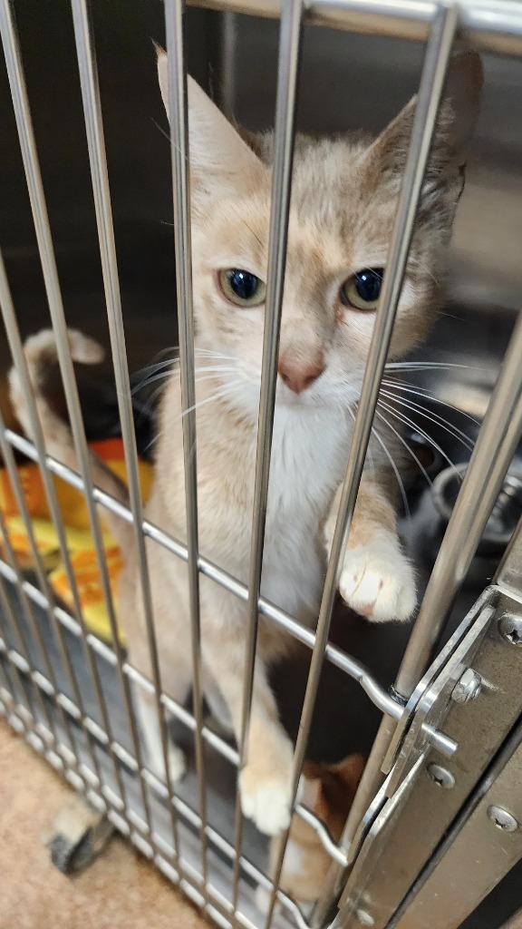 Sister Margaret, an adoptable Domestic Short Hair in Brownwood, TX, 76801 | Photo Image 1