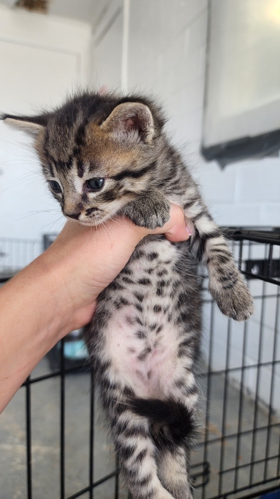 Paris, an adoptable Domestic Short Hair in Brownwood, TX, 76801 | Photo Image 1