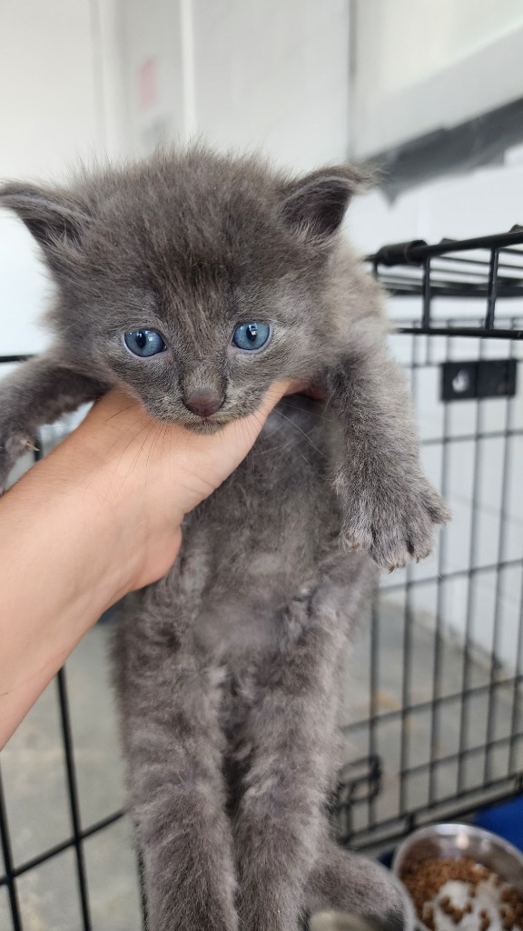 Evan, an adoptable Domestic Short Hair in Brownwood, TX, 76801 | Photo Image 1