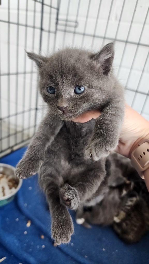 Draco, an adoptable Domestic Short Hair in Brownwood, TX, 76801 | Photo Image 1