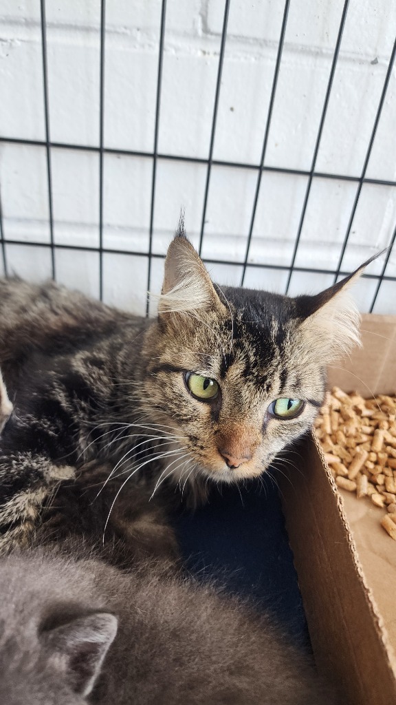 Sassy, an adoptable Domestic Short Hair in Brownwood, TX, 76801 | Photo Image 1