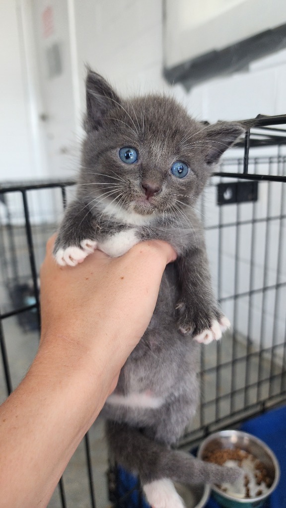 Sophie, an adoptable Domestic Short Hair in Brownwood, TX, 76801 | Photo Image 1