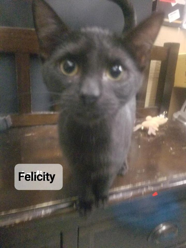 Felicity 1