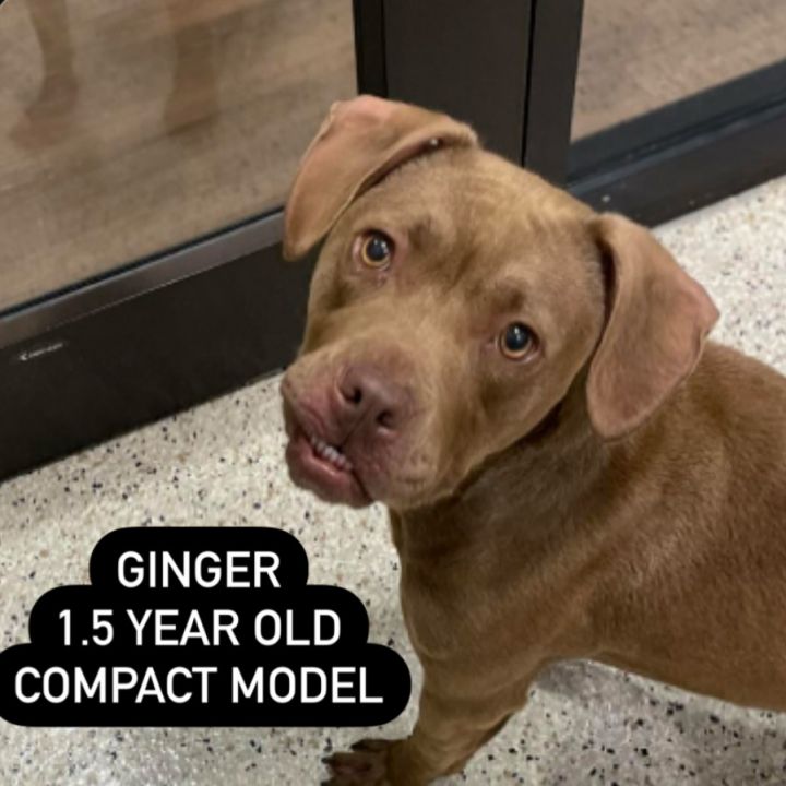 Ginger 1