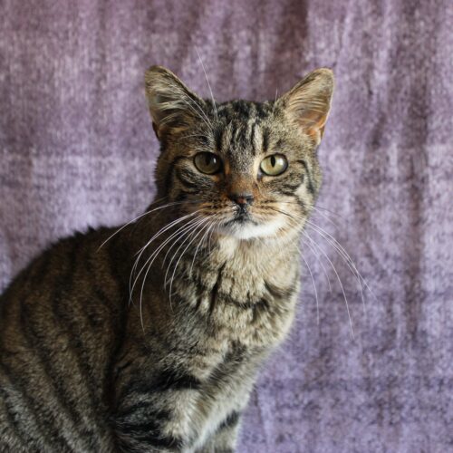 Naomi, an adoptable Domestic Short Hair in Martensdale, IA, 50160 | Photo Image 2