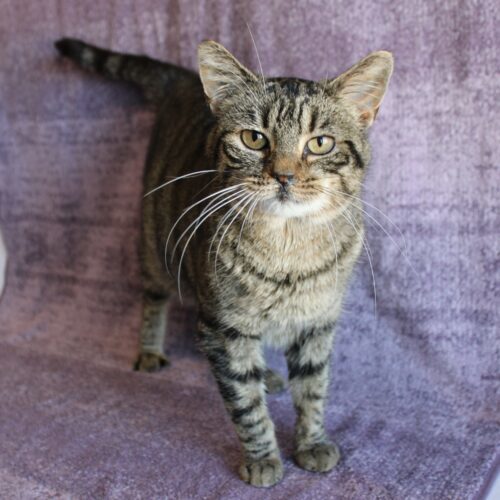 Naomi, an adoptable Domestic Short Hair in Martensdale, IA, 50160 | Photo Image 3