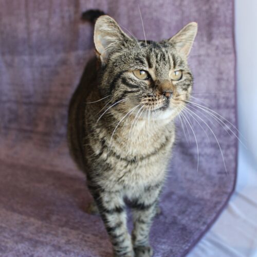 Naomi, an adoptable Domestic Short Hair in Martensdale, IA, 50160 | Photo Image 4