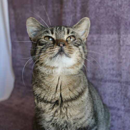 Naomi, an adoptable Domestic Short Hair in Martensdale, IA, 50160 | Photo Image 5