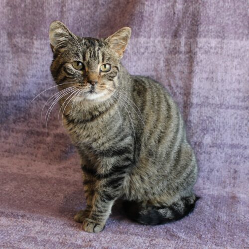 Naomi, an adoptable Domestic Short Hair in Martensdale, IA, 50160 | Photo Image 6