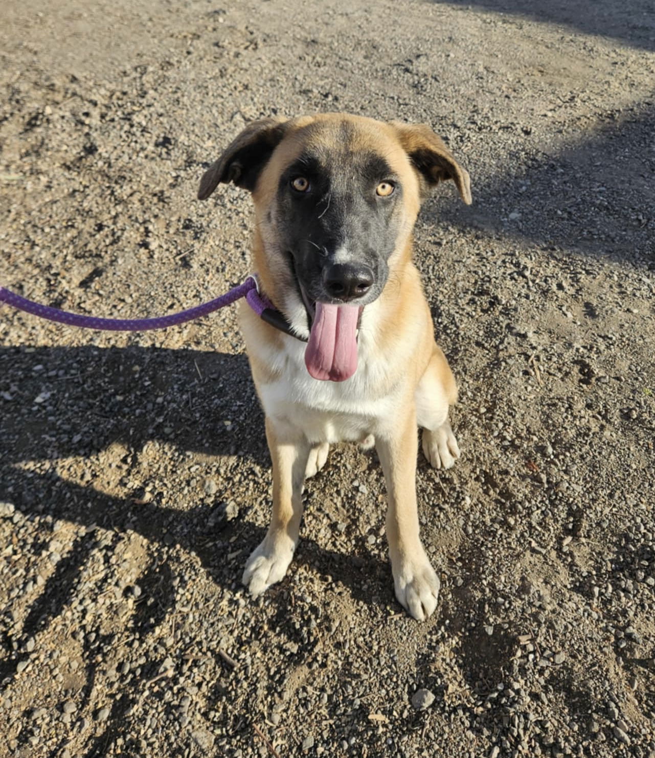 Lennox, an adoptable Belgian Shepherd / Malinois, Hound in El Centro, CA, 92243 | Photo Image 1