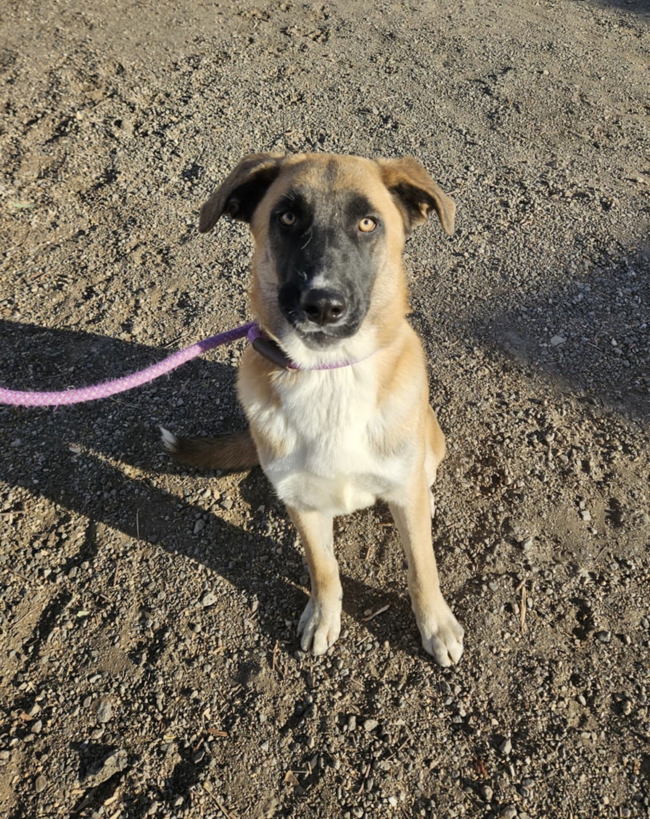 Lennox, an adoptable Belgian Shepherd / Malinois, Hound in El Centro, CA, 92243 | Photo Image 2