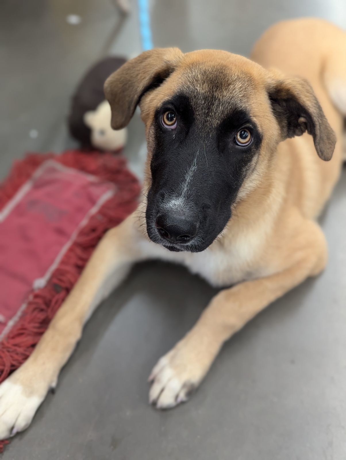 Lennox, an adoptable Belgian Shepherd / Malinois, Hound in El Centro, CA, 92243 | Photo Image 3
