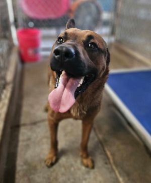 Wiley, Adult Male Shepherd