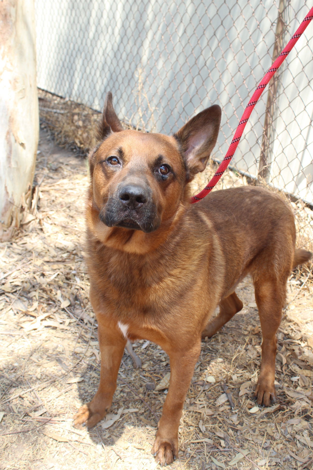 Wiley, an adoptable Shepherd, Chow Chow in El Centro, CA, 92243 | Photo Image 1