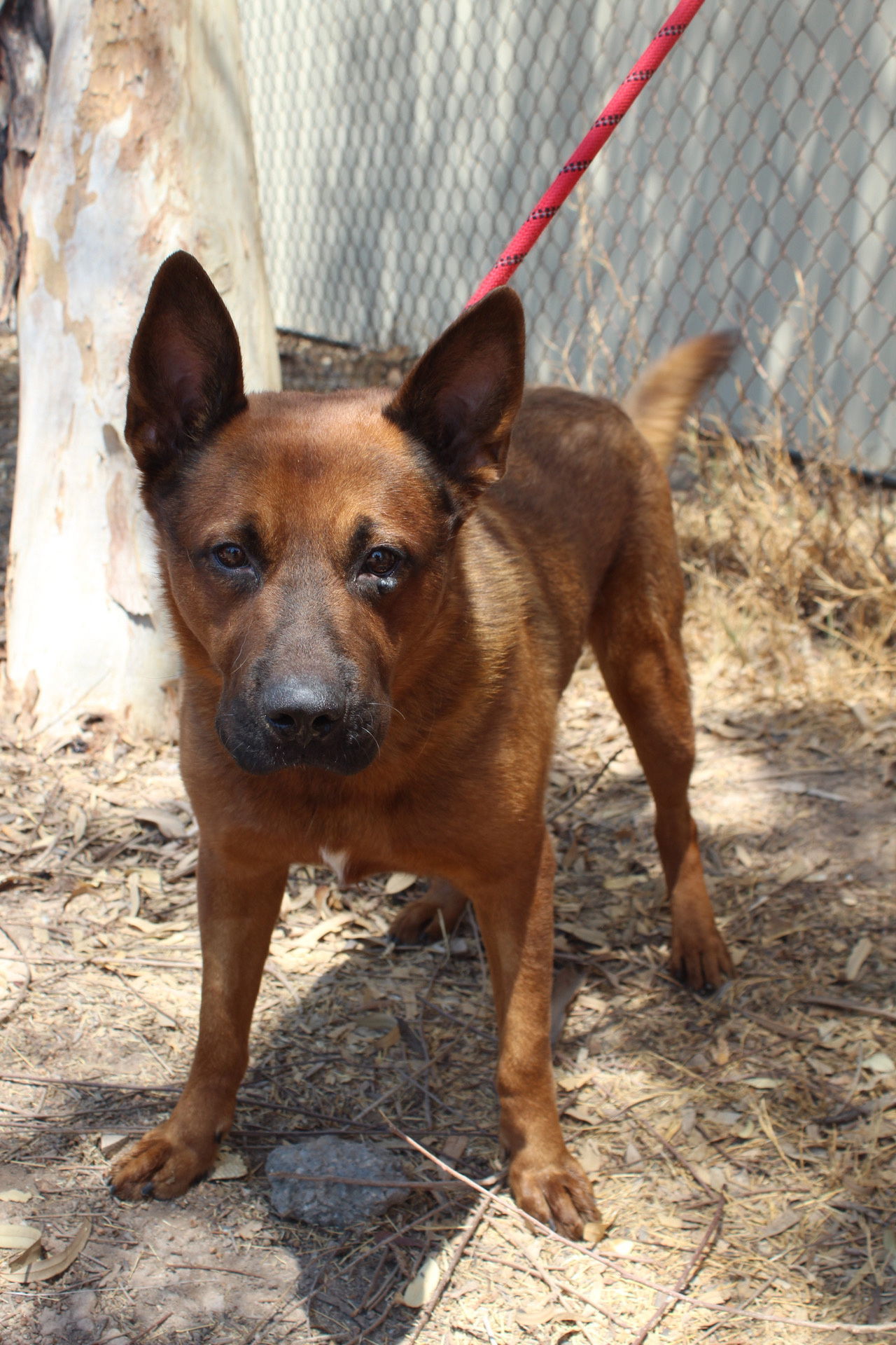 Wiley, an adoptable Shepherd, Chow Chow in El Centro, CA, 92243 | Photo Image 2