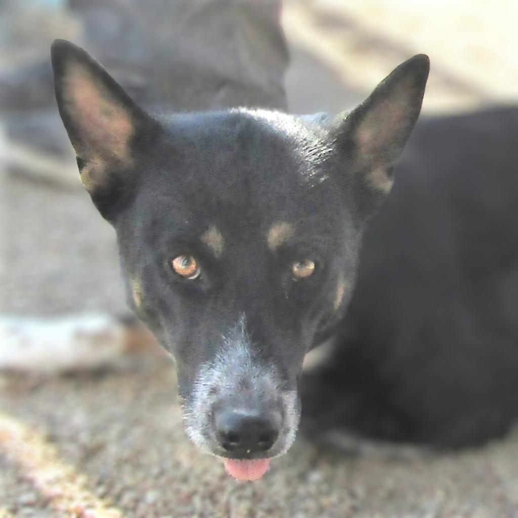 Diva, an adoptable Mixed Breed in Las Cruces, NM, 88012 | Photo Image 2