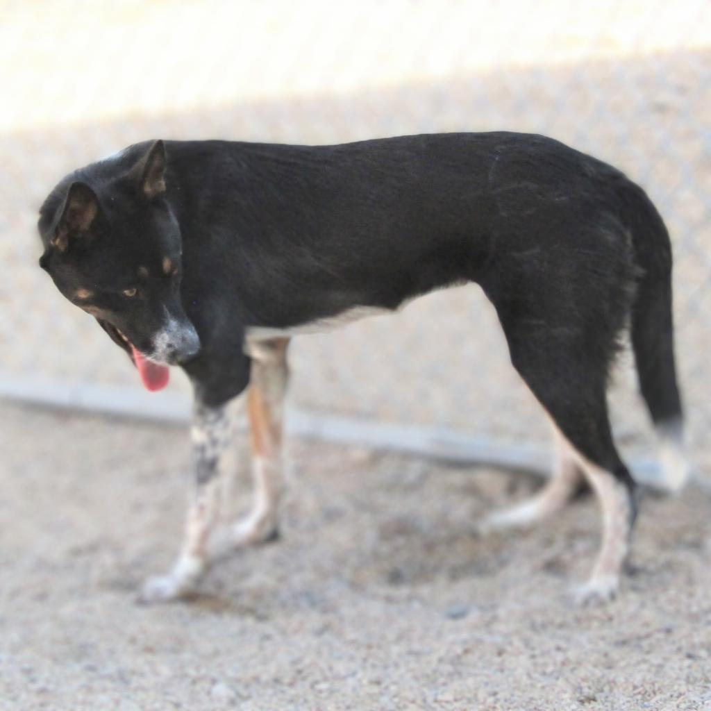 Diva, an adoptable Mixed Breed in Las Cruces, NM, 88012 | Photo Image 3