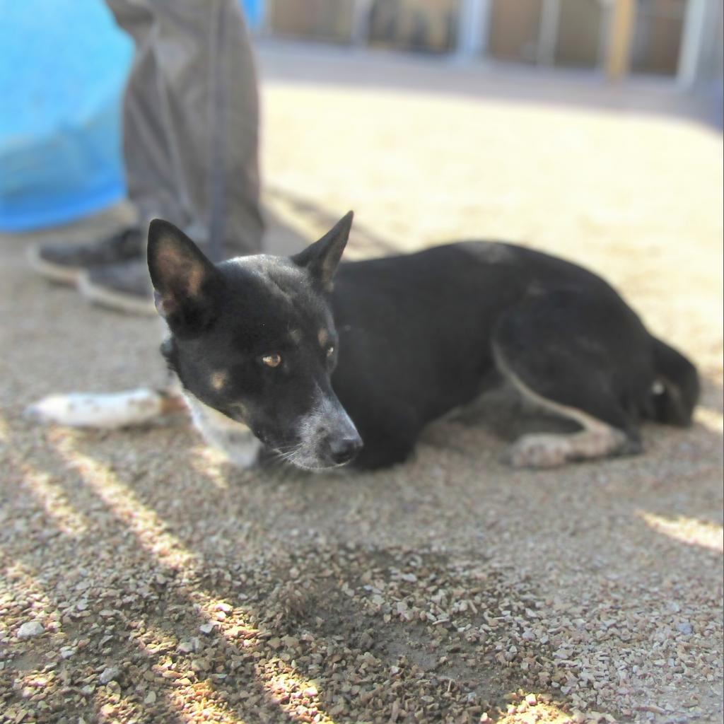 Diva, an adoptable Mixed Breed in Las Cruces, NM, 88012 | Photo Image 4