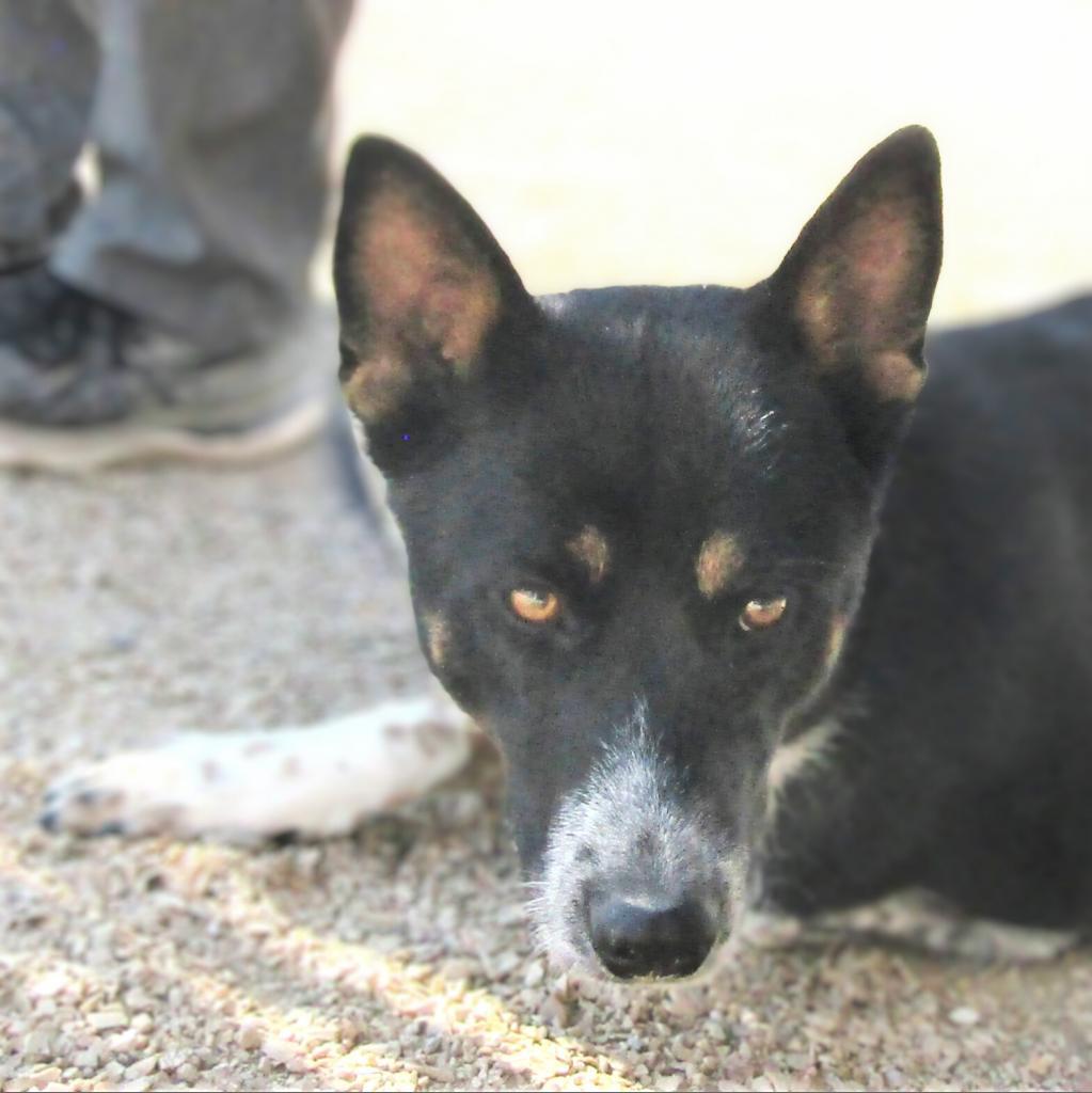 Diva, an adoptable Mixed Breed in Las Cruces, NM, 88012 | Photo Image 5