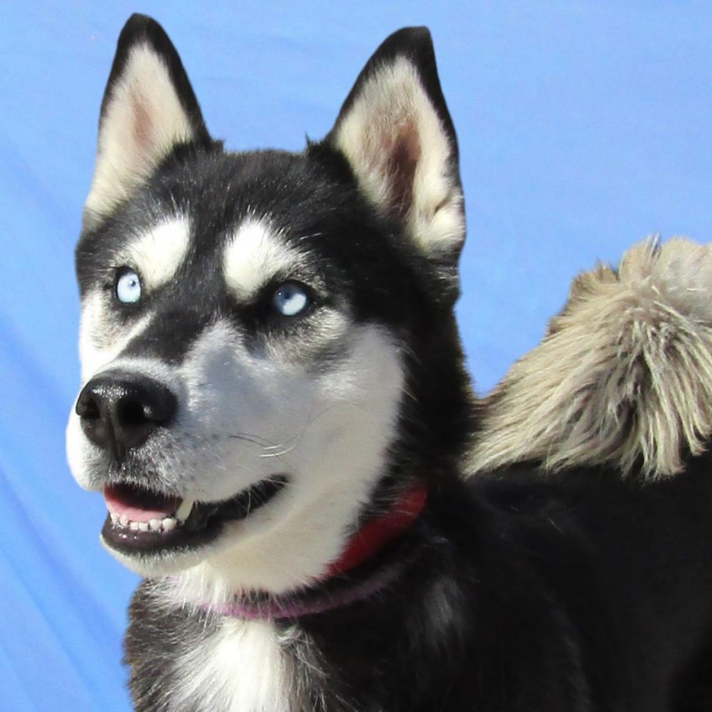 Phoebe, an adoptable Mixed Breed in Las Cruces, NM, 88012 | Photo Image 1