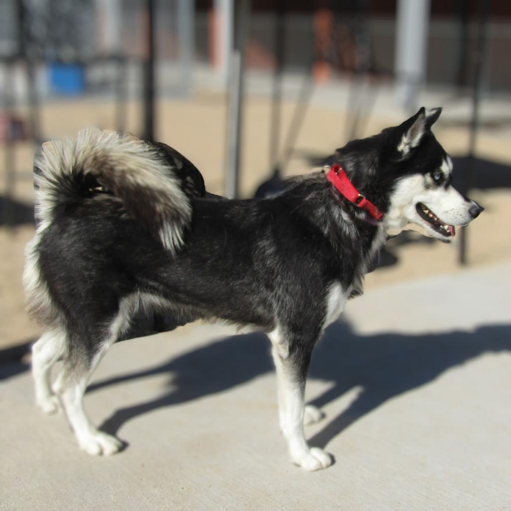 Phoebe, an adoptable Mixed Breed in Las Cruces, NM, 88012 | Photo Image 2