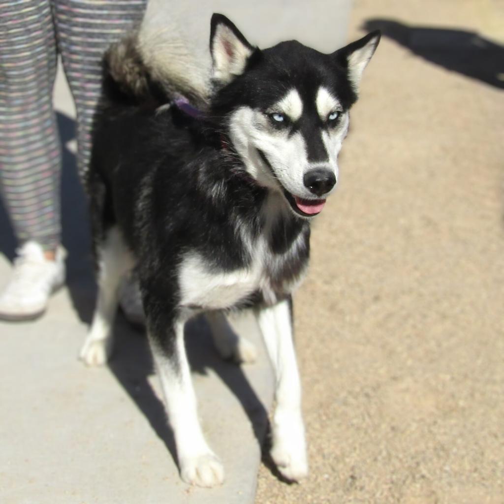 Phoebe, an adoptable Mixed Breed in Las Cruces, NM, 88012 | Photo Image 3