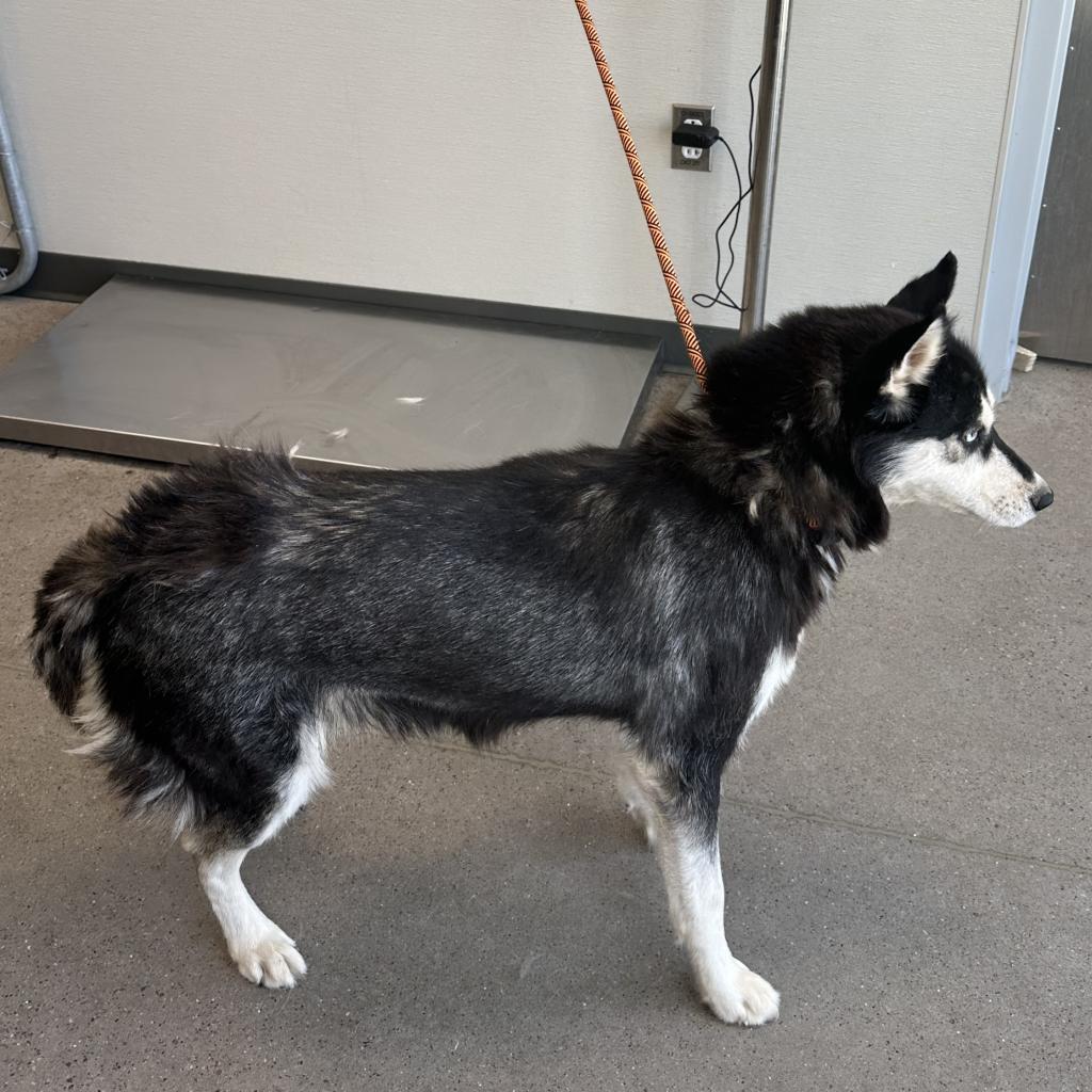 Phoebe, an adoptable Mixed Breed in Las Cruces, NM, 88012 | Photo Image 6