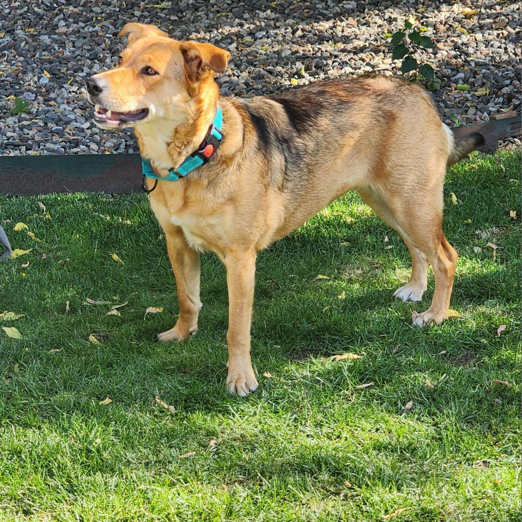 Gilda- loves dogs and people! Adoption special $25!, an adoptable Golden Retriever in Flagstaff, AZ, 86004 | Photo Image 5