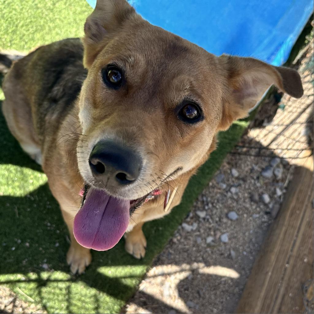 Gilda- loves dogs and people! Adoption special $25!, an adoptable Golden Retriever in Flagstaff, AZ, 86004 | Photo Image 6