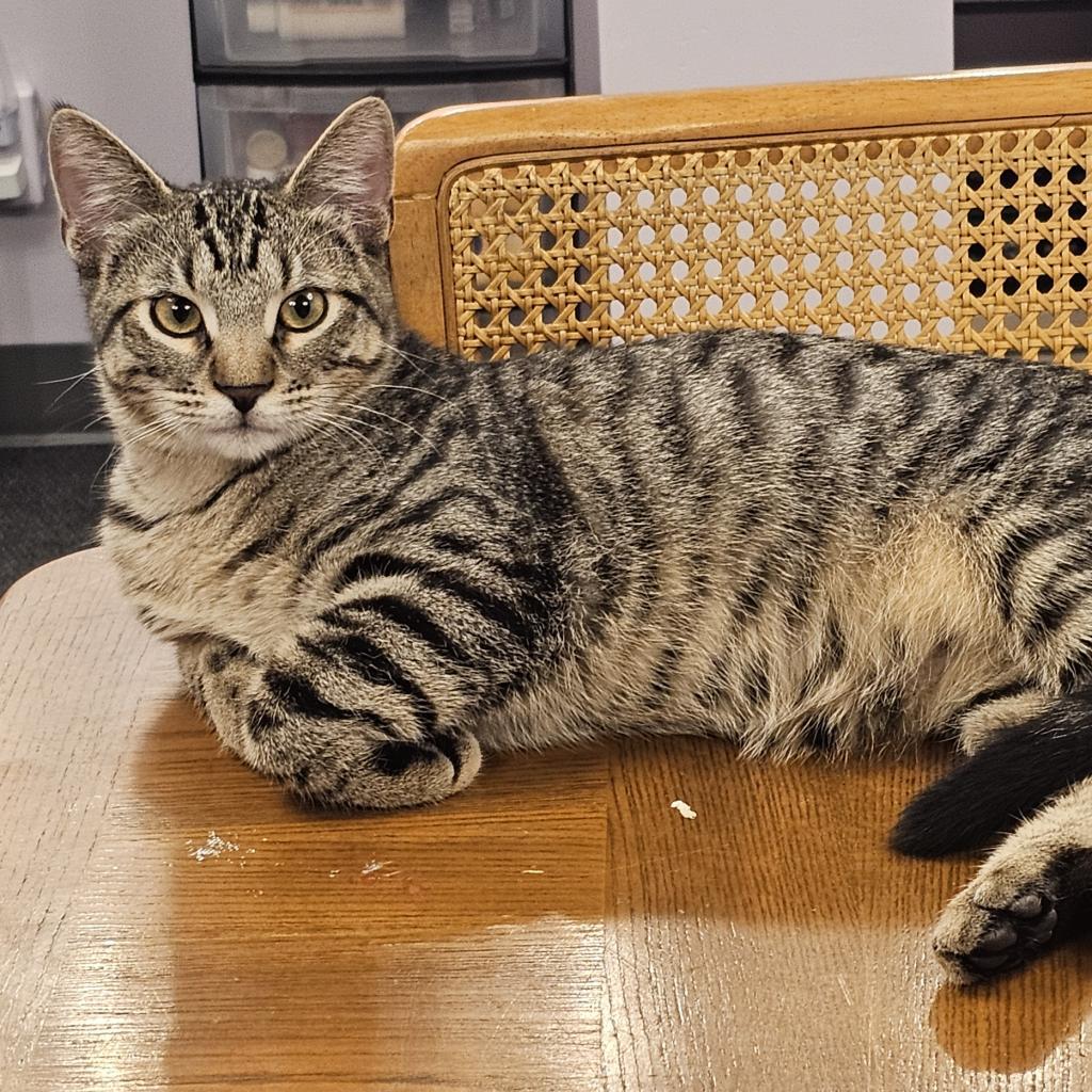 Croissant