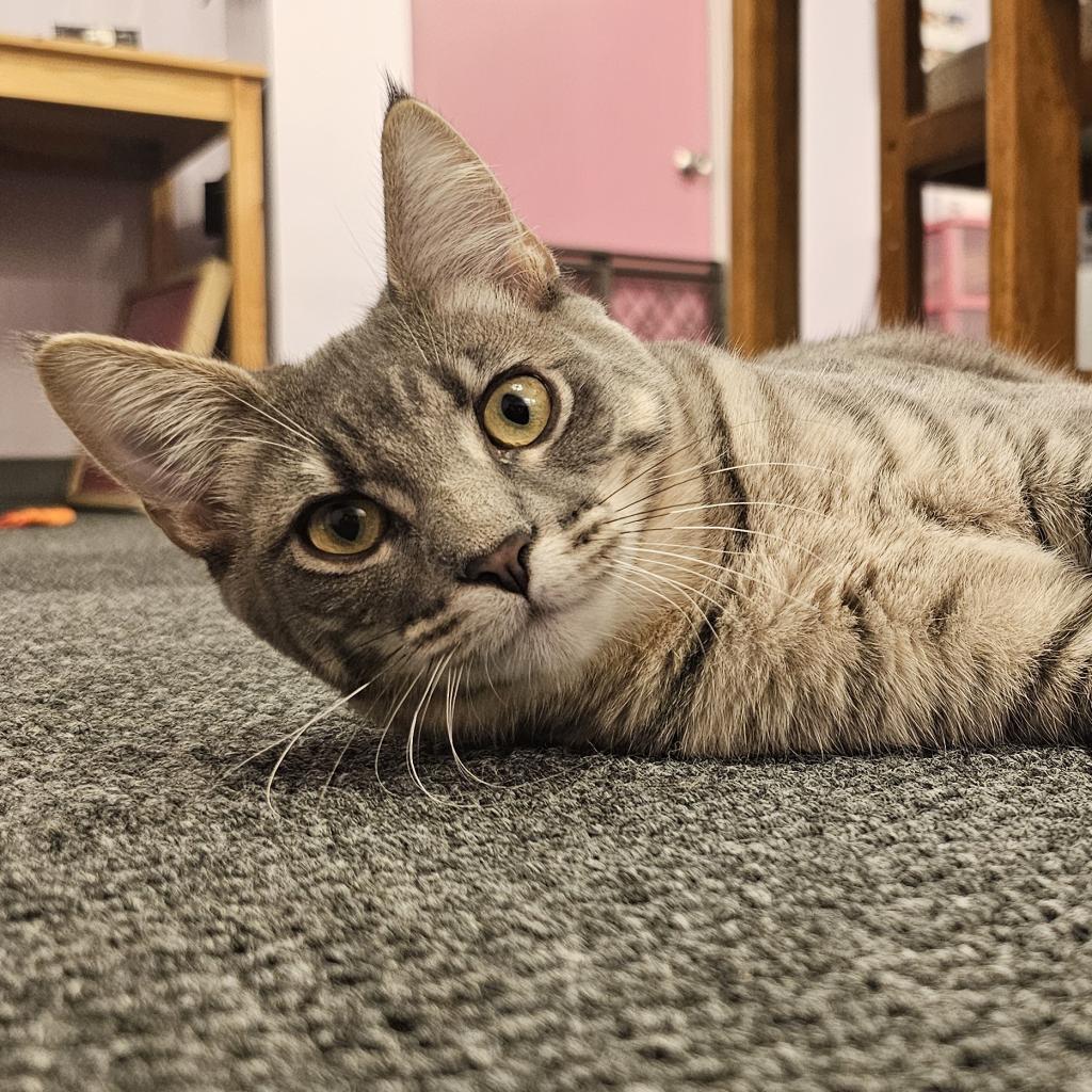 Beignet