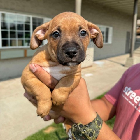 Pinot (56540955 Orange), an adoptable Pit Bull Terrier, American Staffordshire Terrier in Bend, OR, 97702 | Photo Image 3