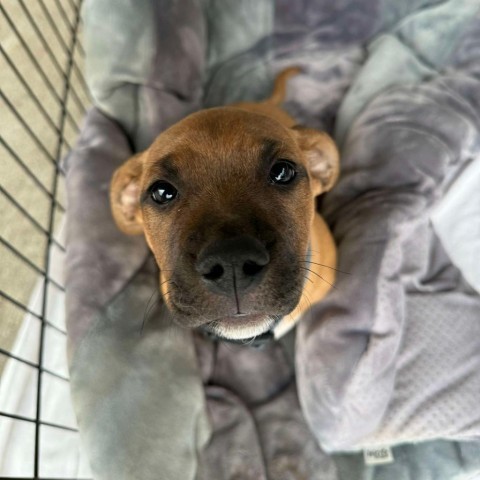 Pinot (56540955 Orange), an adoptable Pit Bull Terrier, American Staffordshire Terrier in Bend, OR, 97702 | Photo Image 4