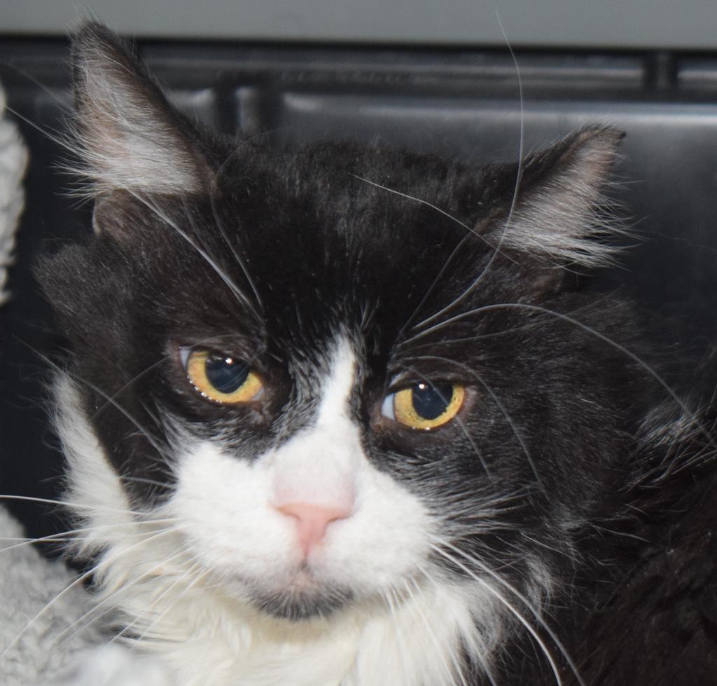 Buddy, an adoptable Domestic Short Hair in Pahrump, NV, 89048 | Photo Image 1
