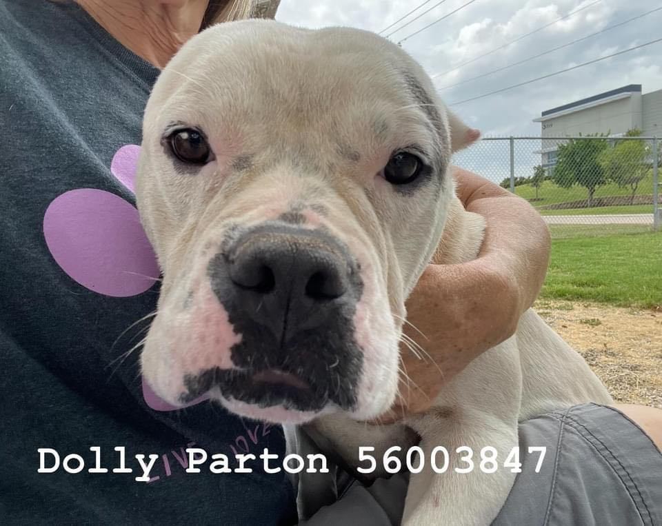 Dolly #3 (Dolly Parton), an adoptable Pit Bull Terrier in Arlee, MT, 59821 | Photo Image 1